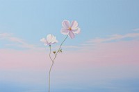  Flower in the air and pastel sky outdoors blossom nature. 