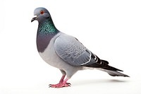 Pigeon animal bird white background. AI generated Image by rawpixel.