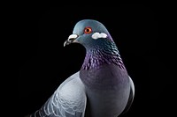 Pigeon flying animal bird wildlife. AI generated Image by rawpixel.
