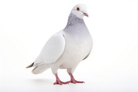 White pigeon animal bird white background. AI generated Image by rawpixel.