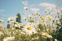 Wild herb meadow with flowering chamomile landscape grassland outdoors. AI generated Image by rawpixel.