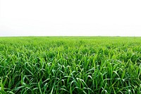 Field green agriculture backgrounds.