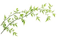 Willow tree branch plant herbs leaf.