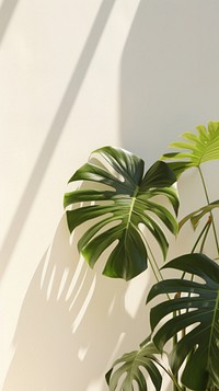 Monstera over white wall shadow plant leaf.