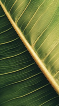 Banana leaf texture plant green.