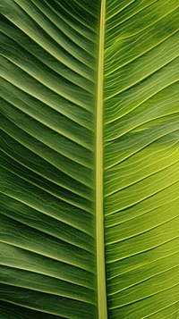 Banana leaf texture plant green.