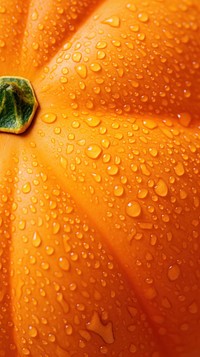 Pumpkin vegetable plant petal.