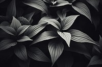 Leafy plants dark desktop wallpaper black backgrounds white. AI generated Image by rawpixel.