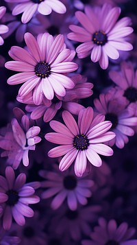  Aster purple flowers aster blossom petal. AI generated Image by rawpixel.