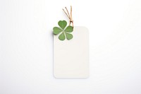 Four-leaf clover plant herbs white background.