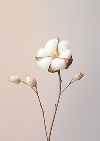  A cotton flower blossom plant inflorescence. AI generated Image by rawpixel.