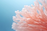 Minimal close up photo of a coral nature blue sea. AI generated Image by rawpixel.