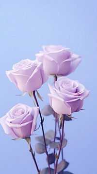  A bunch of purple roses blossom flower petal. 