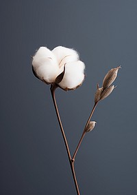  A minimal cotton flower freshness fragility blossom. AI generated Image by rawpixel.