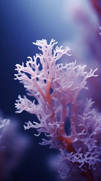  Minimal close up photo of a purple coral outdoors nature sea. AI generated Image by rawpixel.