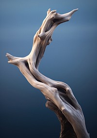  Drift wood driftwood reflection sculpture. AI generated Image by rawpixel.
