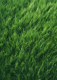  Top view of a lush green field backgrounds grass plant. AI generated Image by rawpixel.