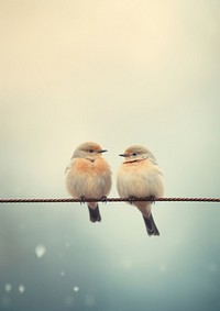 A couple bird on wire with cloud sky sparrow animal beak.