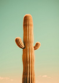 A saguaro cactus growing tall plant tranquility outdoors.