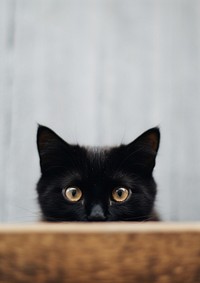 Black cat mammal animal kitten.