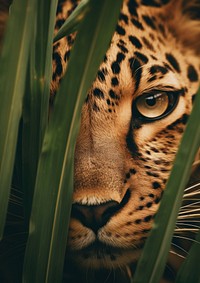 Jungle with leopard eyes wildlife cheetah animal.