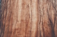 Redwood sequoia tree texture backgrounds hardwood plant.