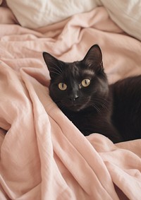 A lazy black cat on bed blanket mammal animal.