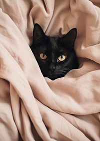 A lazy black cat on bed blanket animal mammal.