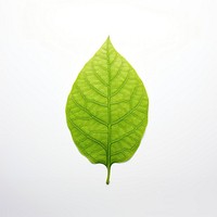 Human foot leaf plant green.