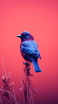 Photography of a bird animal nature red.