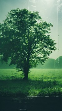 Photography of a green trees landscape nature outdoors.