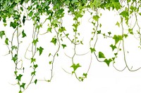 Hanging vines ivy backgrounds plant leaf.