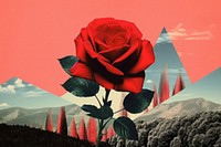 Collage Retro dreamy red rose outdoors flower plant.