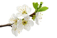 Blossom of plum tree flower plant white.
