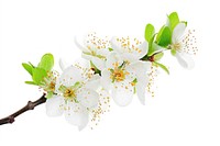 Blossom of plum tree flower plant white.