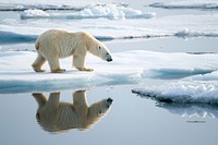 Melting Iceberg bear wildlife outdoors.