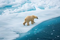 Melting Iceberg bear wildlife outdoors.
