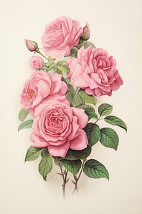 Rose bouquet painting pattern drawing.