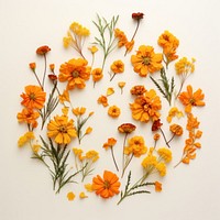 PNG Real pressed marigold flowers herbs plant petal