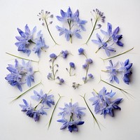 PNG Real pressed bluebells flowers lavender petal plant. AI generated Image by rawpixel.