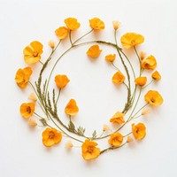 PNG Real pressed California Poppy flowers circle petal plant. AI generated Image by rawpixel.