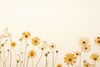 Real pressed daisy flowers backgrounds outdoors nature.