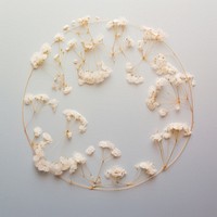 PNG Real pressed gypsophila flowers circle shape microbiology. AI generated Image by rawpixel.