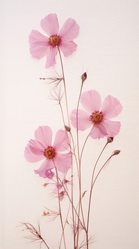 PNG Real pressed pink flowers blossom petal plant. AI generated Image by rawpixel.