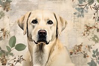 Cut Labrador Retriever ephemera border retriever animal mammal.