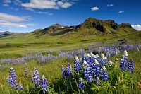 Flowers on mountain land wilderness landscape.