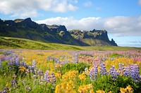 Flowers on mountain landscape grassland panoramic.
