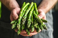Hands holding asparagus vegetable plant.