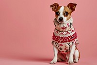  Cute dog in knitted chihuahua sweater mammal. AI generated Image by rawpixel.