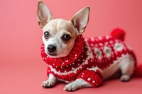  Cute dog chihuahua christmas sweater. AI generated Image by rawpixel.